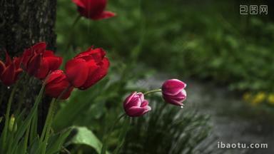 唯美小景雨中的玫瑰花